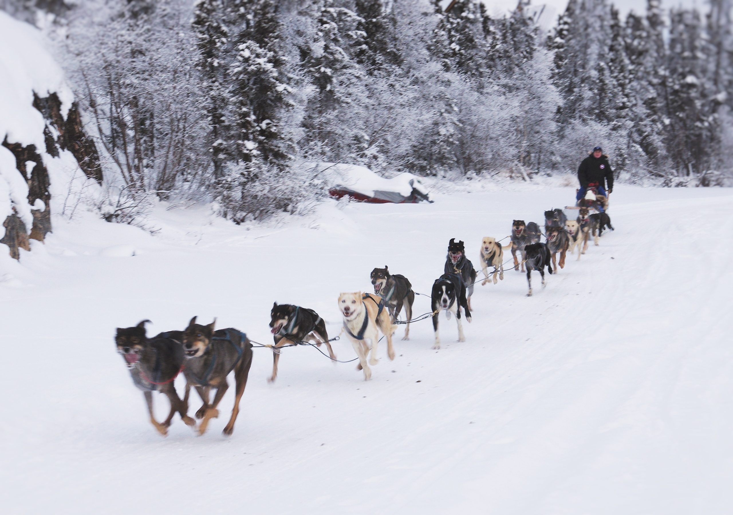 kids-traditional-dog-sled-ride-tour