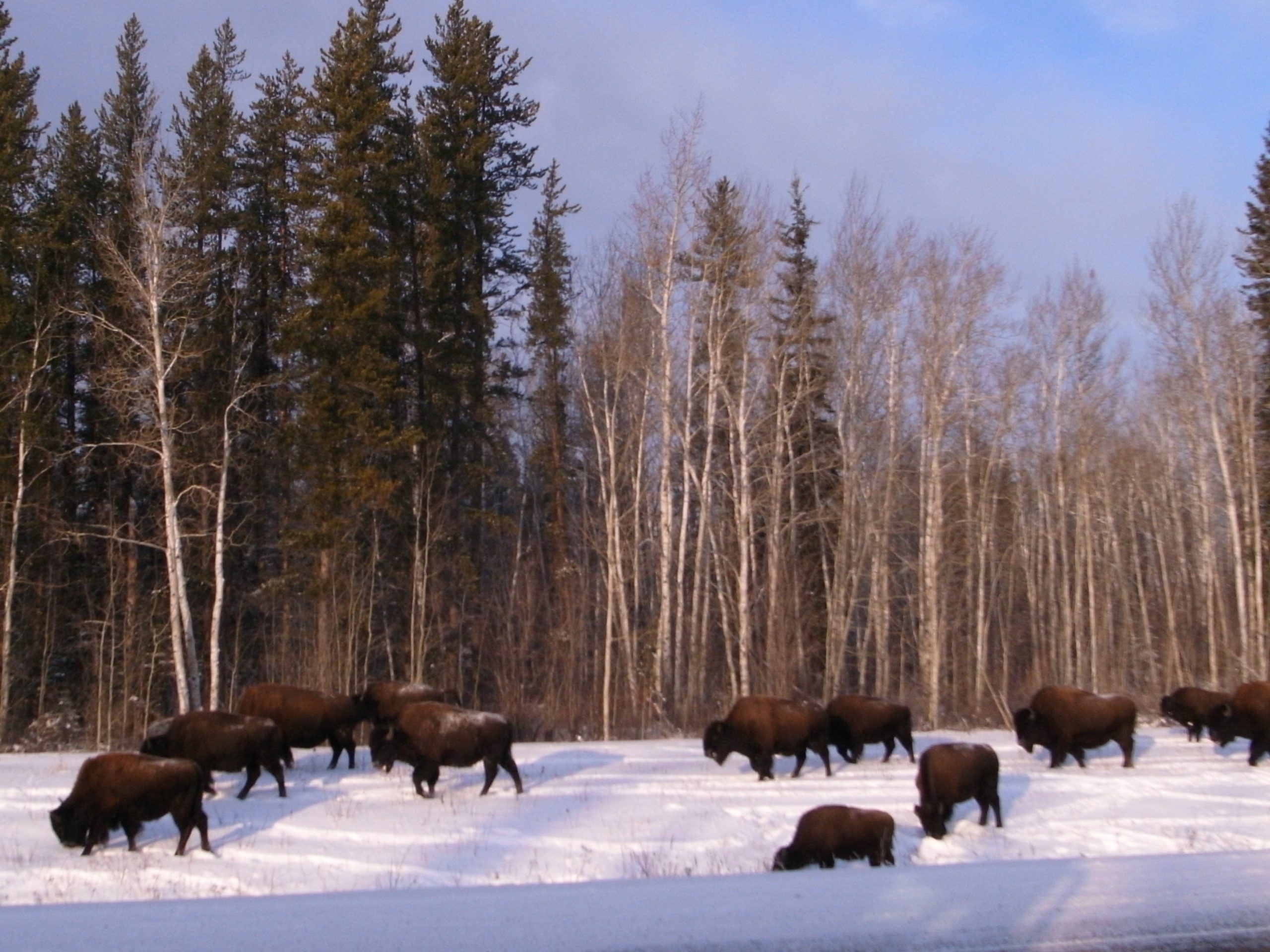 kids-bison-viewing-tour-winter-jp